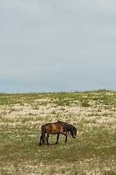Sable Island