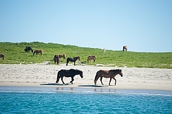 Sable Island Horses on Beach