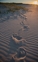 Hoof Prints in the Sand at Sable Island