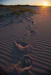 Hoof Prints in the Sand at Sable Island