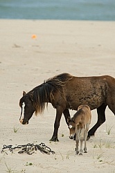 Sable Island Mare and Foal on the Beach