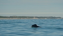 Sable Island Seals
