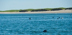 Sable Island Seals