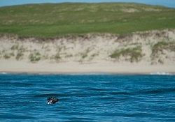 Sable Island Seals Seals on Sable Island