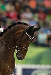 Belinda Trussell and Anton Team Grand Prix WEG 2014 Normandy, Fr Dressage Braids