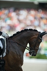 Belinda Trussell and Anton Grand Prix Special WEG 2014 Normandy, Dressage Braids