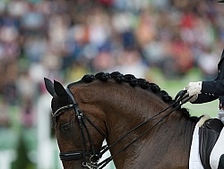 Dressage Braids