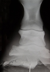 Hoof Abscess X-Ray