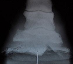 Hoof Abscess X-Ray