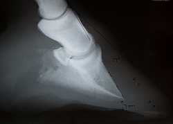 Laminitis, Rotation of the Coffin Bone