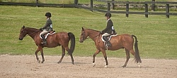 Hunter in Ring on Flat
