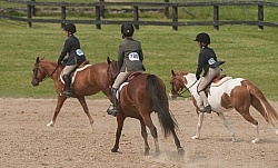 Hunter in Ring on Flat