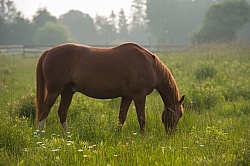 Summer Pasture Grass