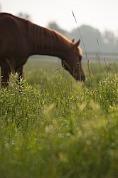 Summer Pasture Grass