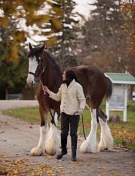 Clydesdale with People