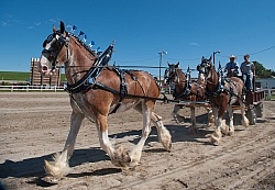 Clydesdale Driving