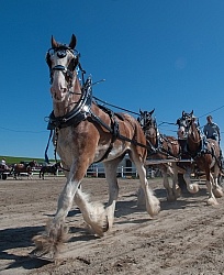 Clydesdale Driving