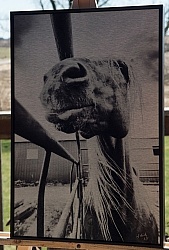 B & W Stallion on Metal, LE 1 of 50, 16 x 24 Back Float Frame