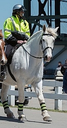 Rolex 2015 Percheron at Work