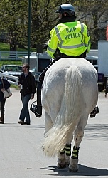Percheron as Mounted Police Horse