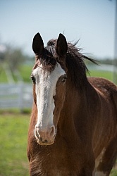 Clydesdale Portrait