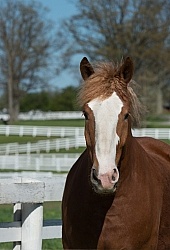 Belgian Portrait