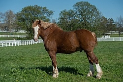 Belgian Conformation