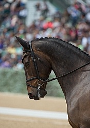 William Fox-Pitt and Bay My Hero Rolex 2015