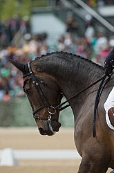 William Fox-Pitt and Bay My Hero Rolex 2015