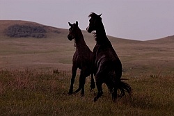 Nokota Stallions Silhouette