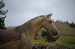 Dirty Horse palomino Dirty Horse palomino