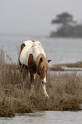 Assateague Ponies