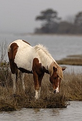 Assateague Ponies