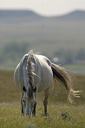 Pregnant Nokota Mare