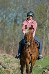 Tennessee Walker on the Trail