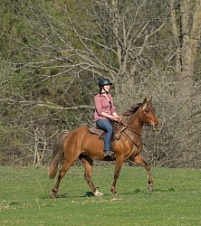 Tennessee Walker on the Trail