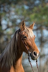 Tennesse Walker Portrait