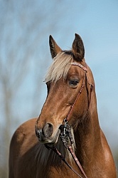 Tennesse Walker Portrait