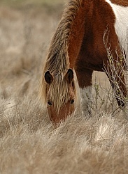 Assateague Ponies