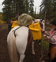 Packing the Pack Horse
