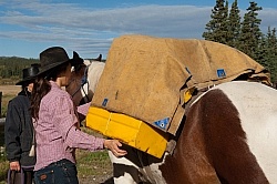 Packing the Pack Horse