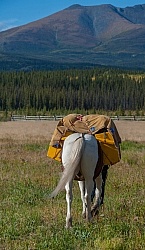 Packing the Pack Horse
