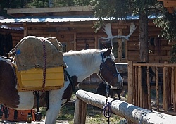 Packing the Pack Horse