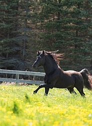 Rocky Mountain Stallion Free Running, Bonnie View Farms Jedi Kni