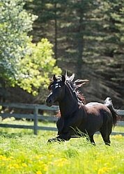 Rocky Mountain Stallion Free Running, Bonnie View Farms Jedi Kni