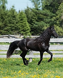 Rocky Mountain Stallion Free Running, Bonnie View Farms Jedi Kni