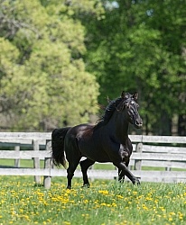 Rocky Mountain Stallion Free Running, Bonnie View Farms Jedi Kni