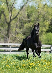 Rocky Mountain Stallion Free Running, Bonnie View Farms Jedi Kni