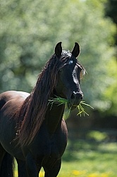 Rocky Mountain Stallion Free Running, Bonnie View Farms Jedi Kni