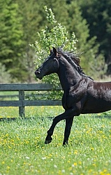 Rocky Mountain Stallion Free Running, Bonnie View Farms Jedi Kni